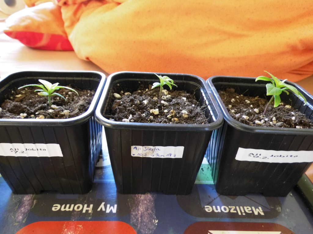 Aji Jobita 1 - 31.3.17