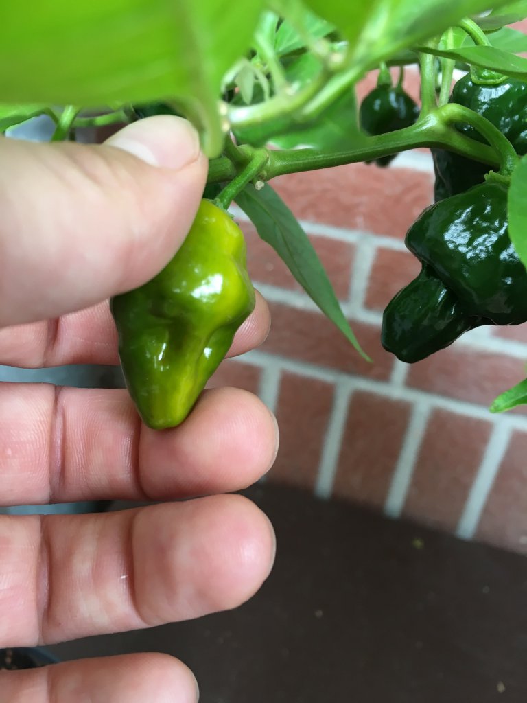 aji limo (morgens/vorher)