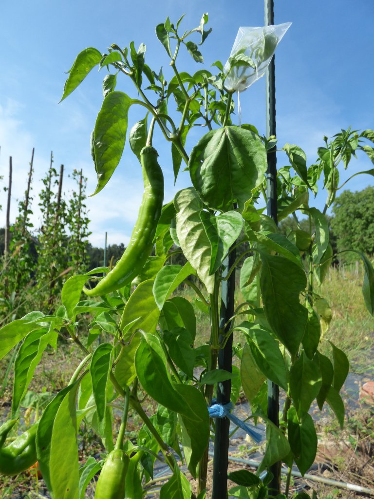 Aji Pacay