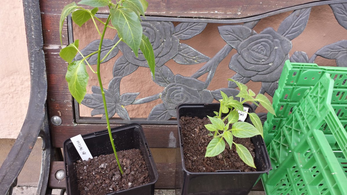 Aji Patillo & Olive Mini