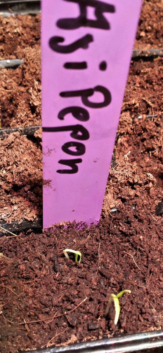 Aji Pepon