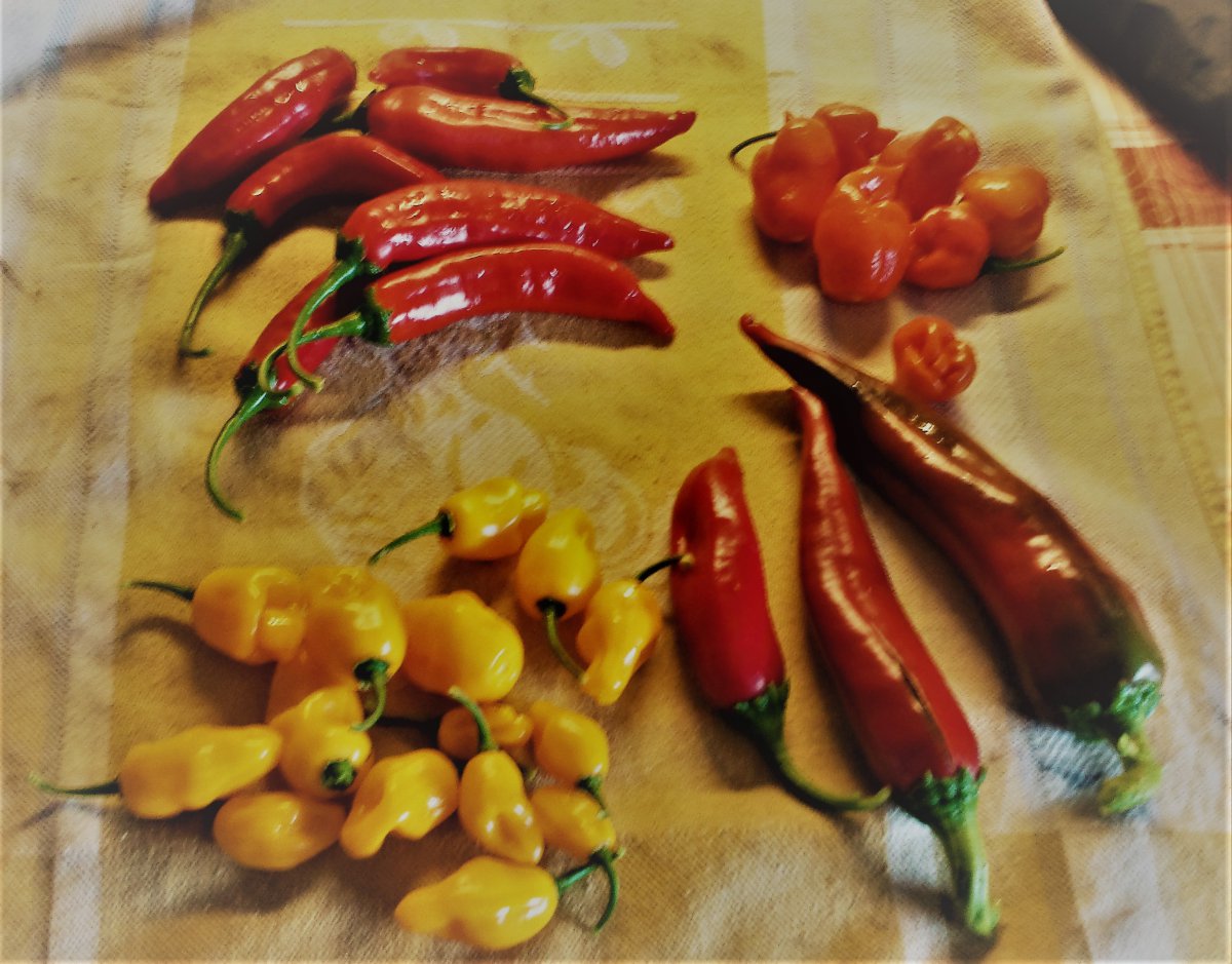 Aji Rojuco-Rocato-Hatch M. S. Junie-Trinidad Parfume
