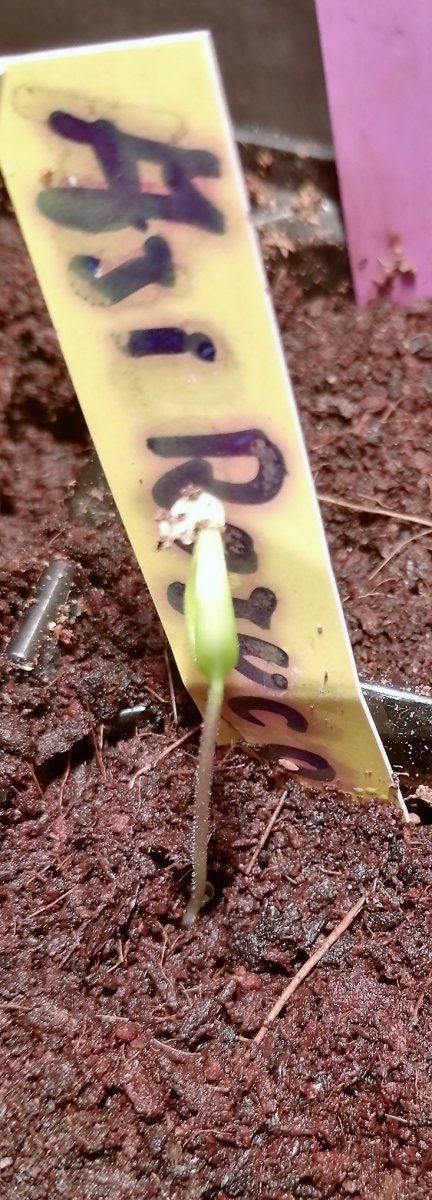 Aji Rojuco