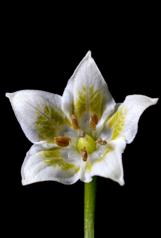 Aji White Fantasy