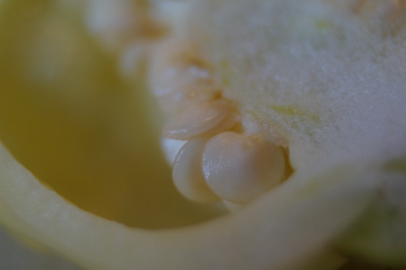 Aji White Fantasy