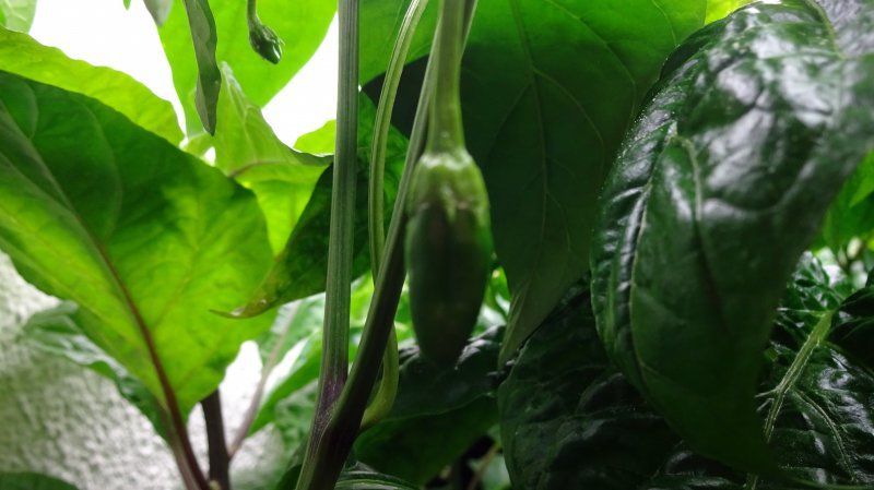 Aji_Panca