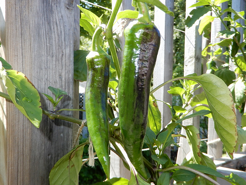 Ajvarski Paprika