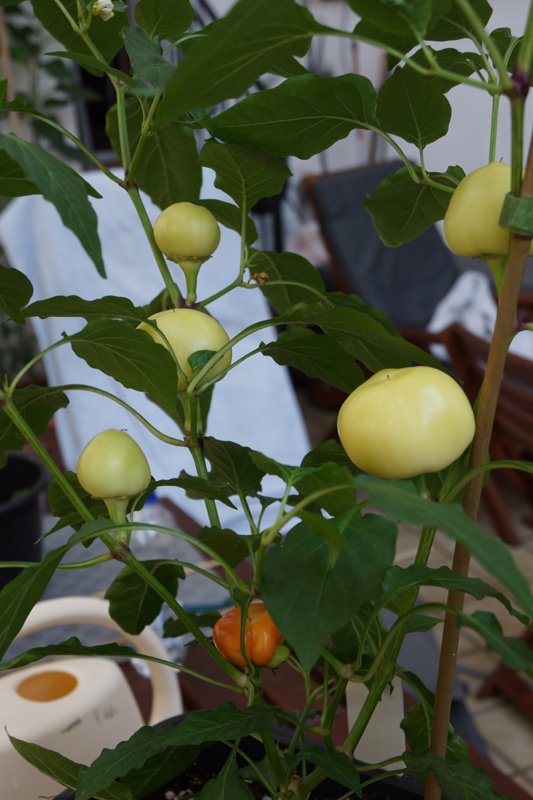 Alma_Beeren.JPG