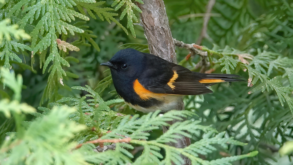 American redstart warbler_Schnäpperwaldsänger.jpg