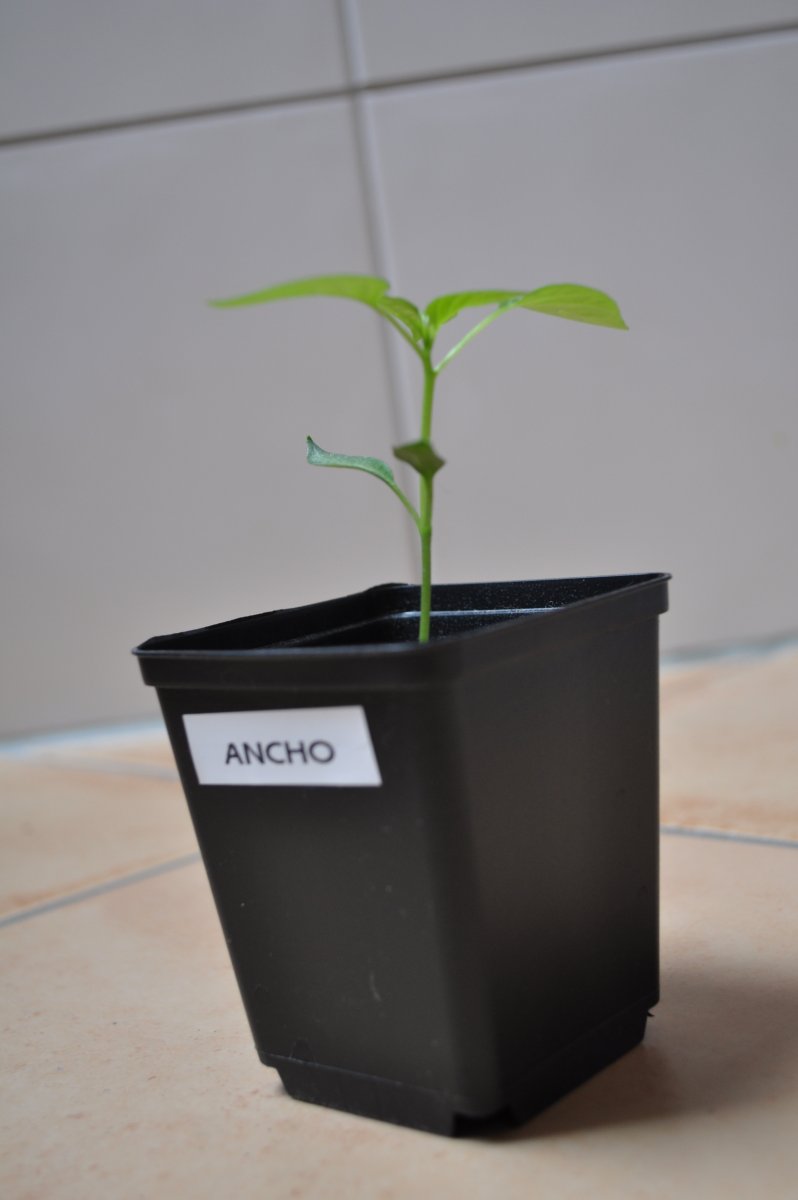 ancho2.jpg