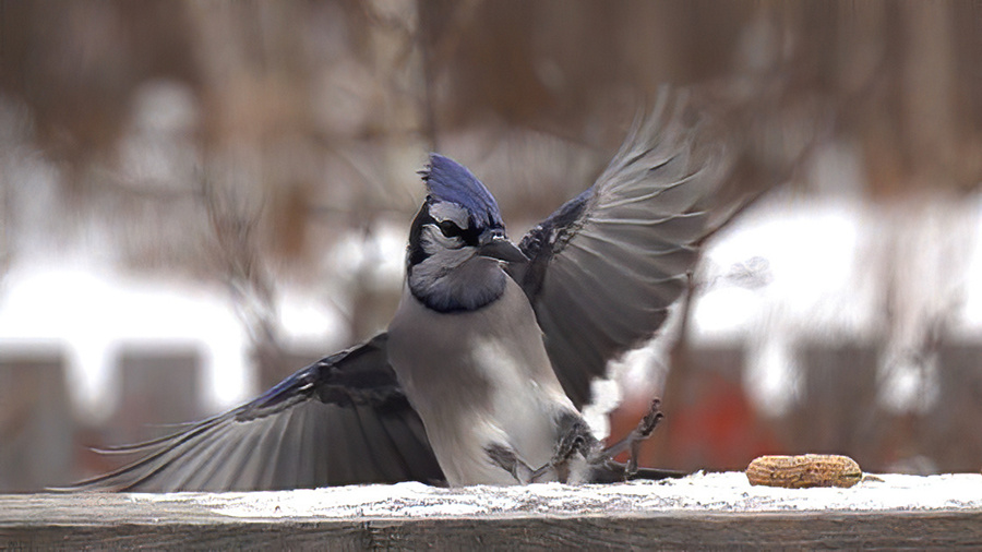 Anflug Blue Jay