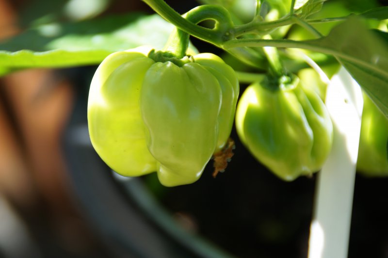 Antillais Caribbean