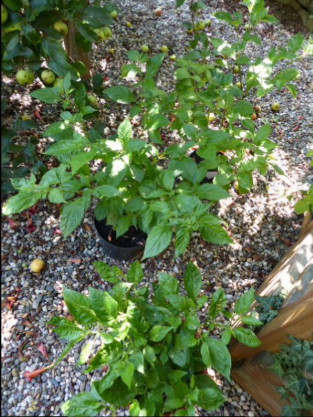 Apfelbaum Chinensen