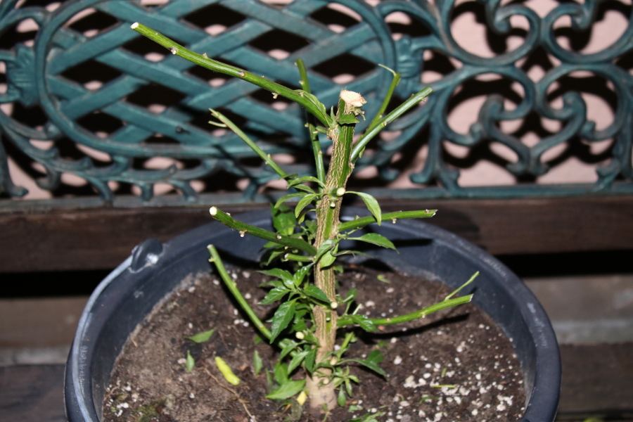 Aribibi Gusano Bonchi