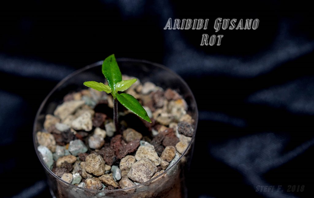 Aribibi Gusano Rot