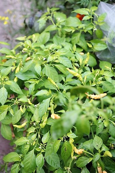 Aribibi Gusano