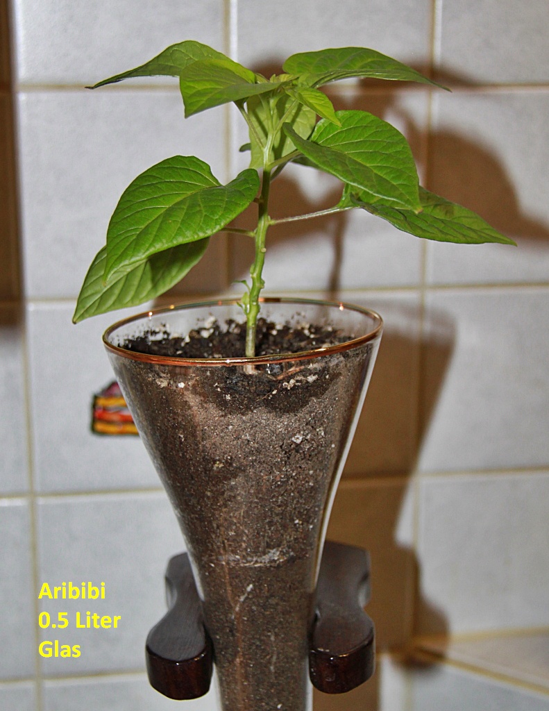 Aribibi Im Glas 12.03 (3)
