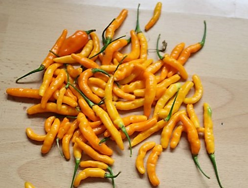 Aribibi orange