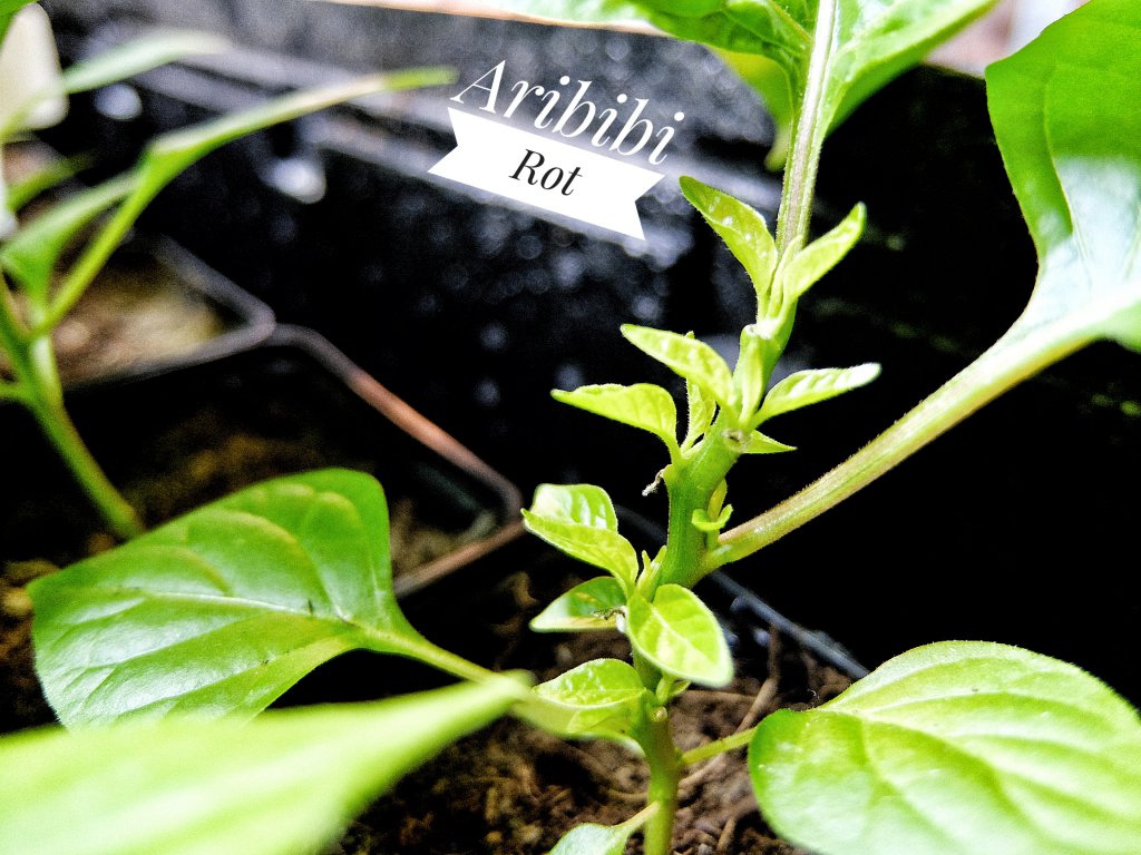 Aribibi Rot 2018_0203
