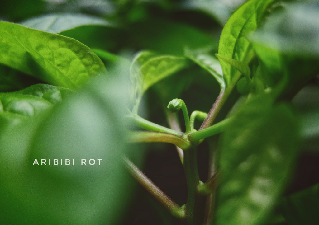 Aribibi Rot