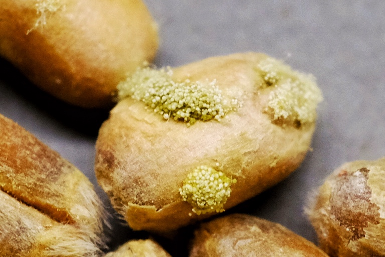 Aspergillus oryzae @ Weizen
