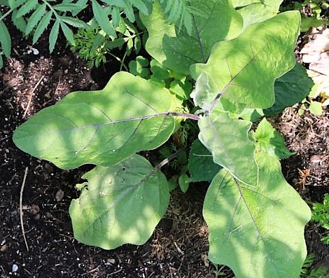 Aubergine Ping Tong long
