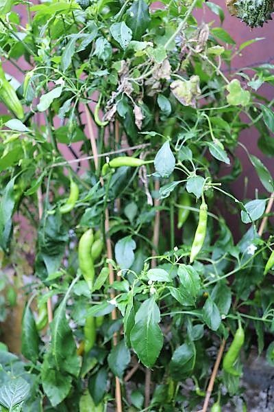 Baccatum gelb