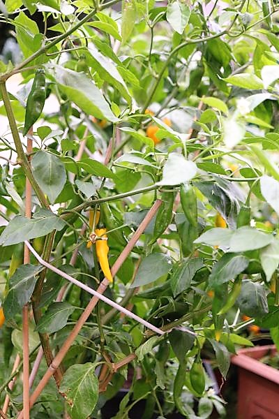 Baccatum gelb
