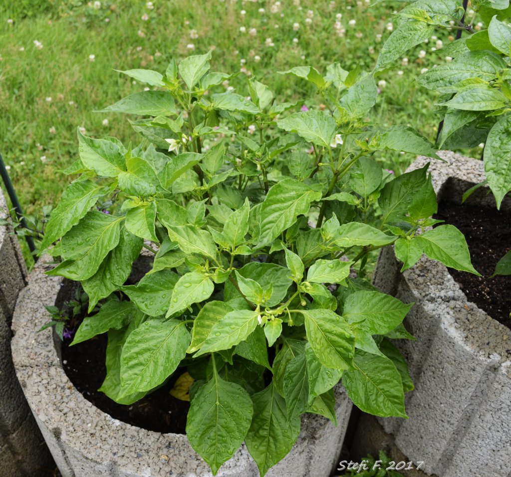 Baccatum irgendwas