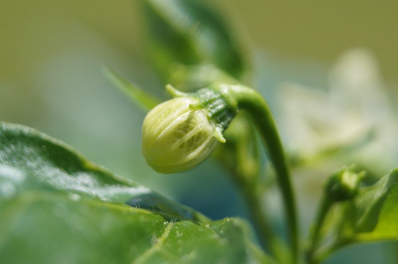 Baccatum Knospe