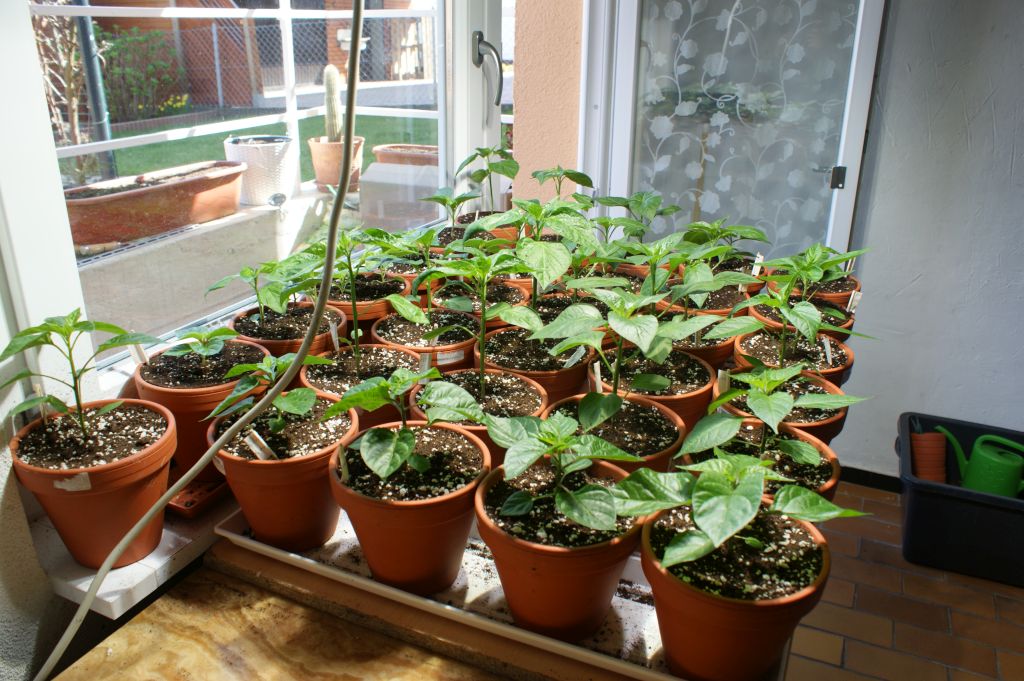 Baccatums und Chinensen die zweite