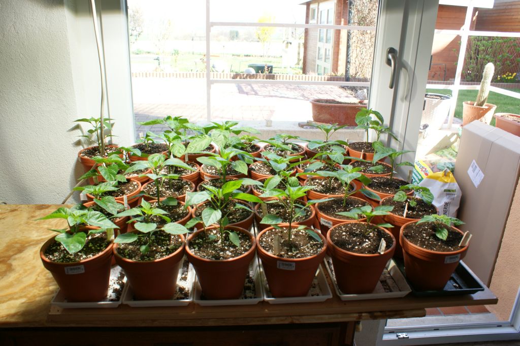 Baccatums und Chinensen (Kunstlicht Vorzucht)