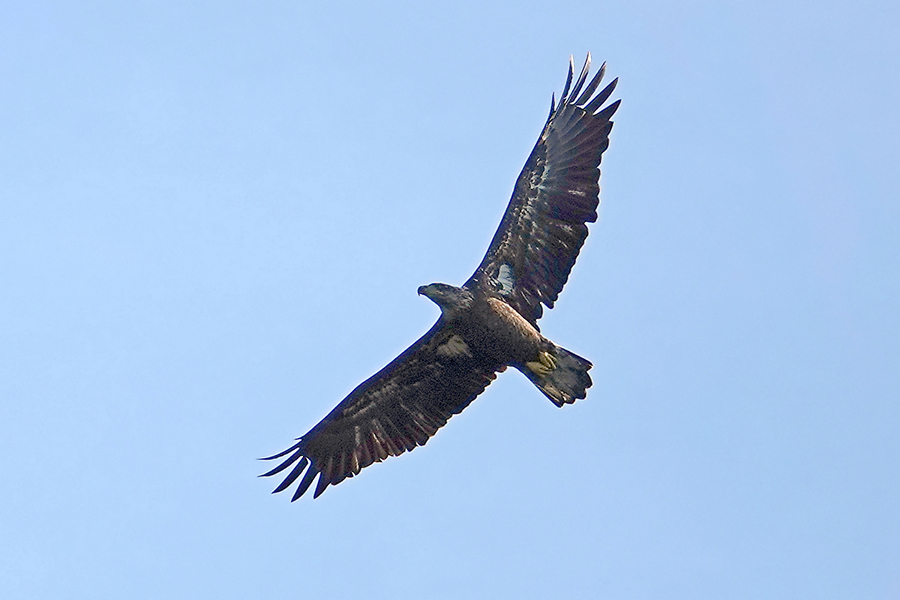 Bald Eagle