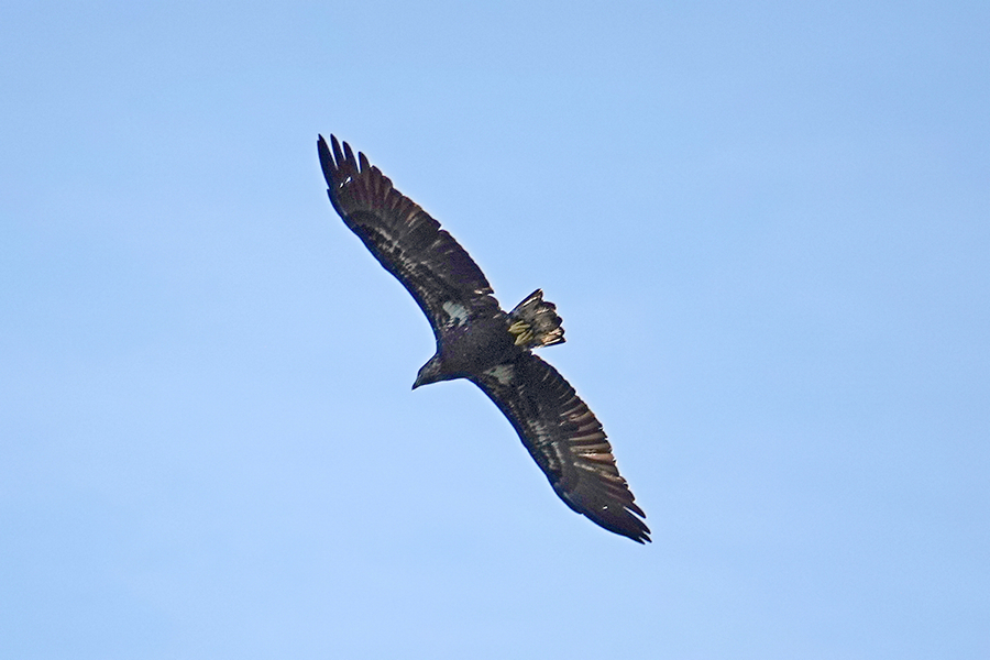 Bald Eagle