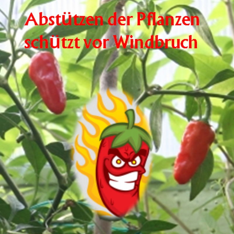 Banner-Windbruch-800x800