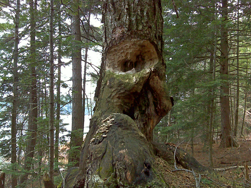 Baum