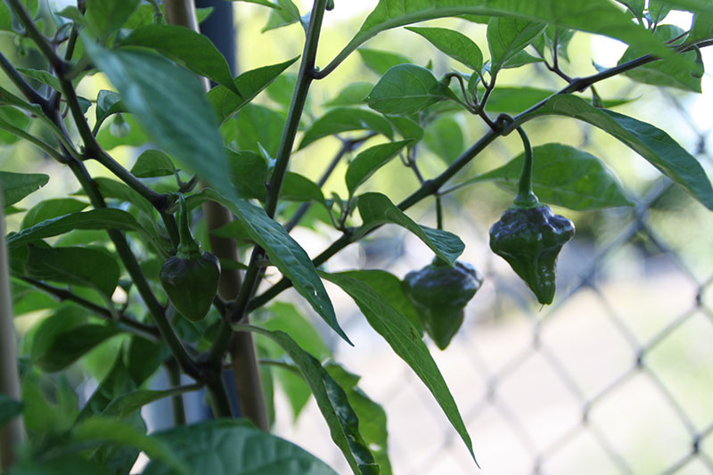 Belize Sweet Habanero