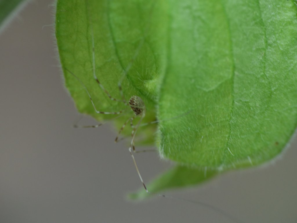 Besuch bei der Physalis Peruviana