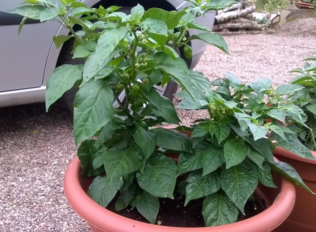 Bhut Jolokia u. Trinidad Red Scorpion