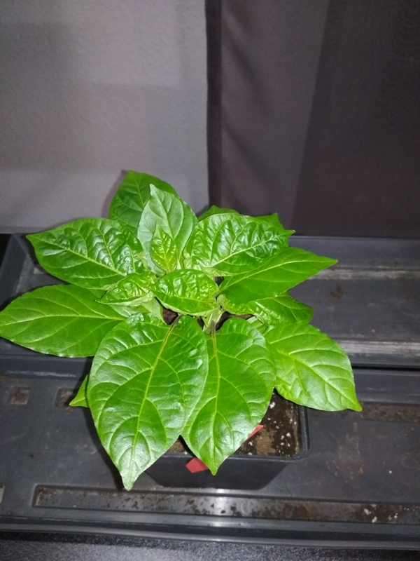 Bhut Jolokia White von oben
