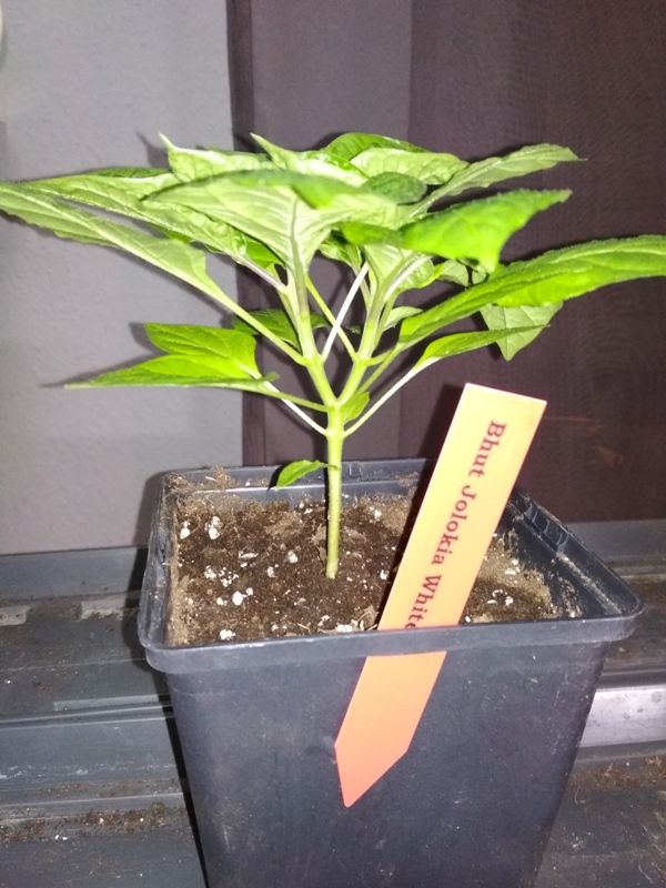 Bhut Jolokia White von schräg unten