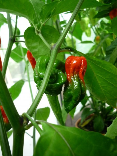 Bhut Jolokia