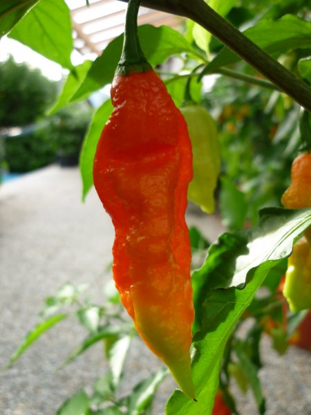 Bhut Jolokia