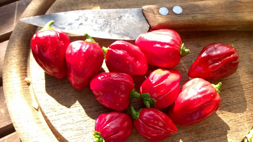 Bhut Jolokia