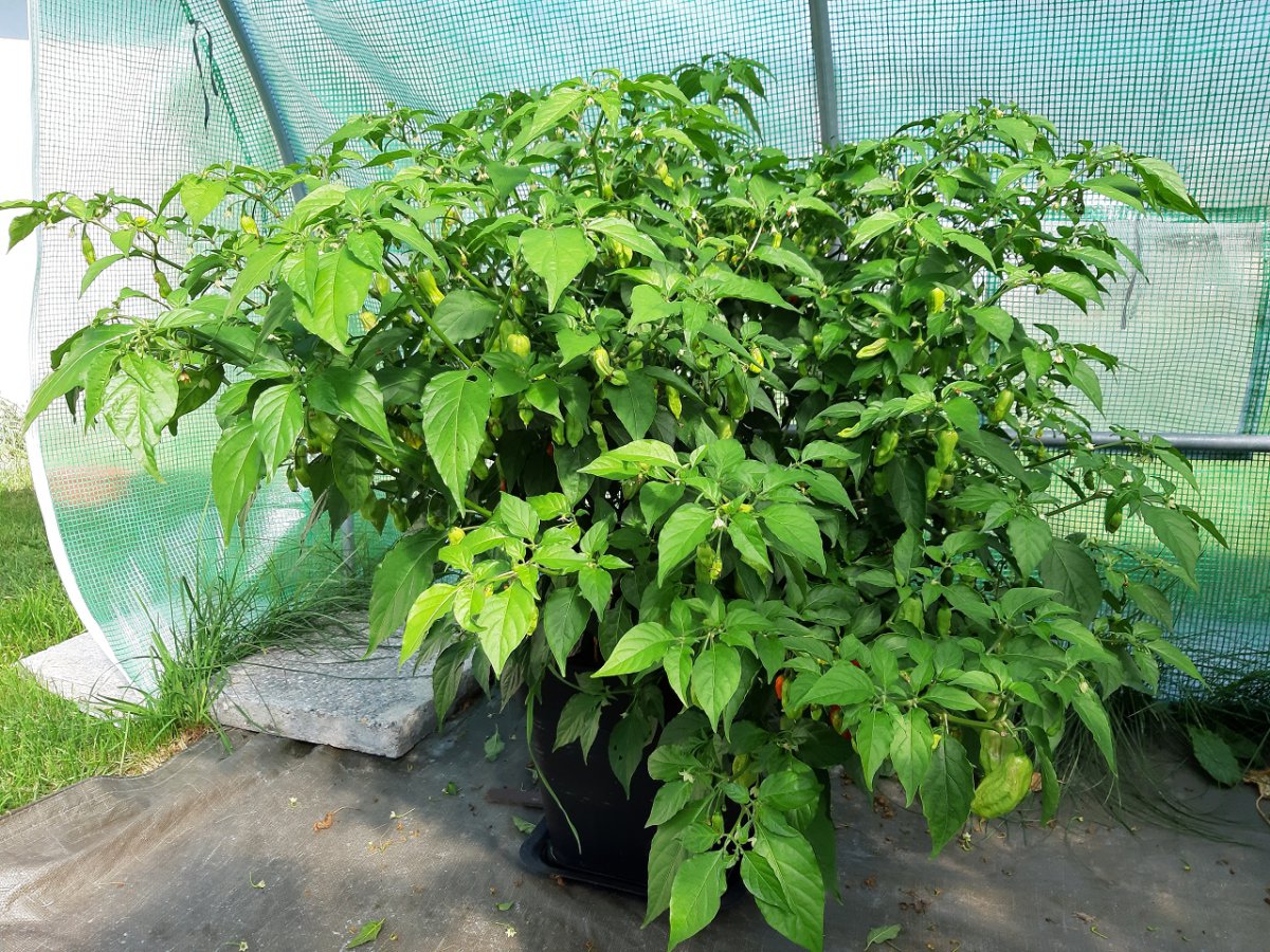 Bhut Jolokia1 7.9.