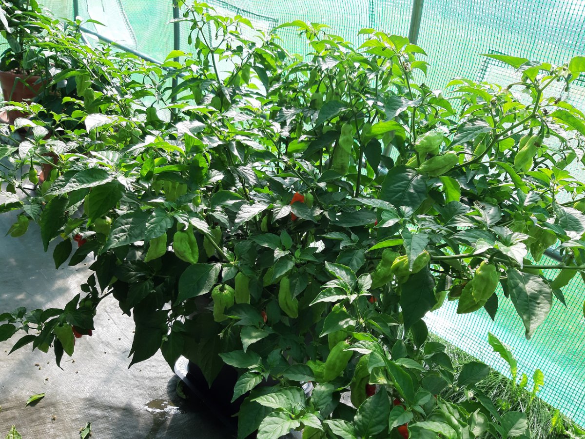 Bhut Jolokia2 7.9.