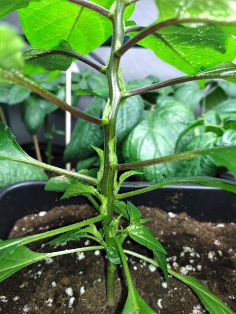 Bhut Orange Copenhagen - Austriebe