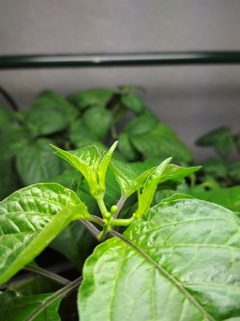 Bhut Orange Copenhagen - Knospen