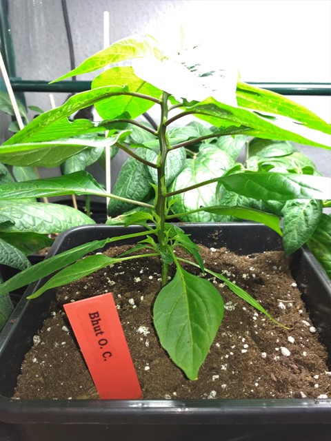 Bhut Orange Copenhagen