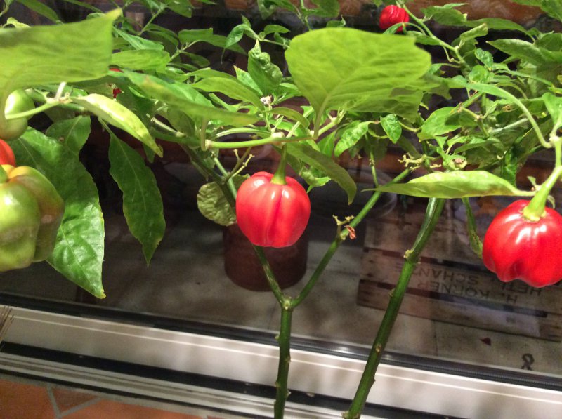 Bhut reif?